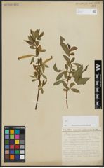 Foto von Salix alba L. x Salix fragilis L.
